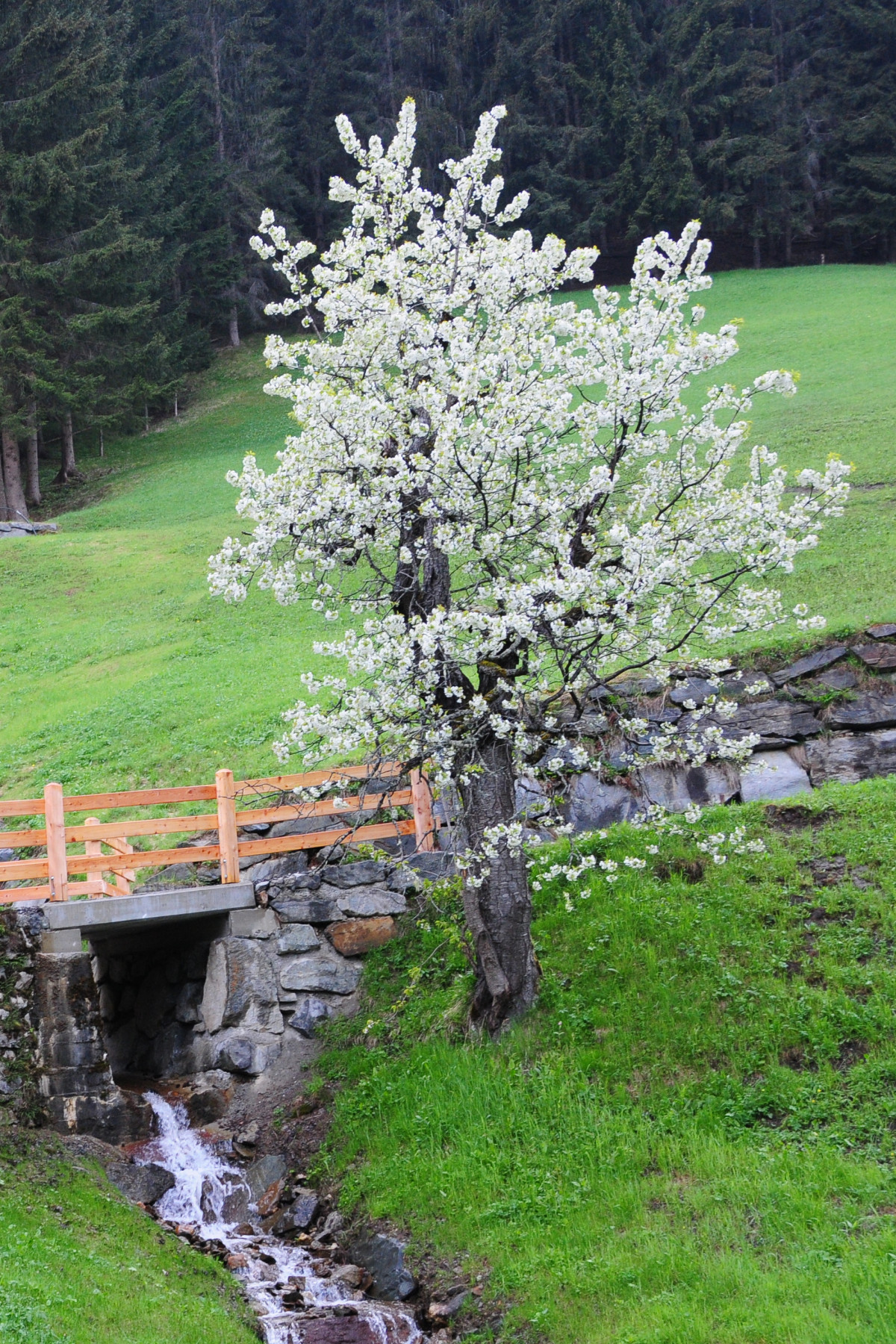Ein blühender Obstbaum im Frühjahr
