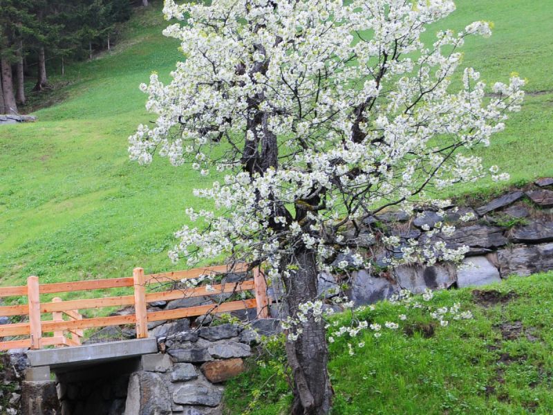 Ein blühender Obstbaum im Frühjahr